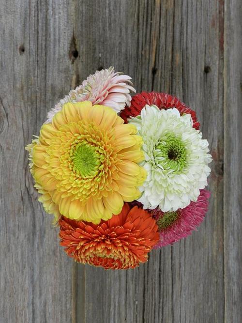 Wholesale Assorted Gerondo Gerbera Daisy Delivered Online FlowerFarm